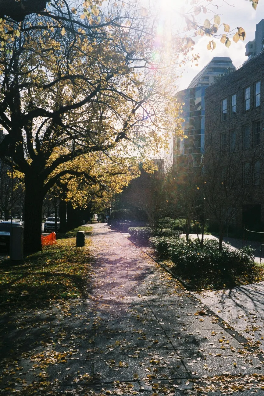 Backlit avenue of autumn trees in Melbourne
