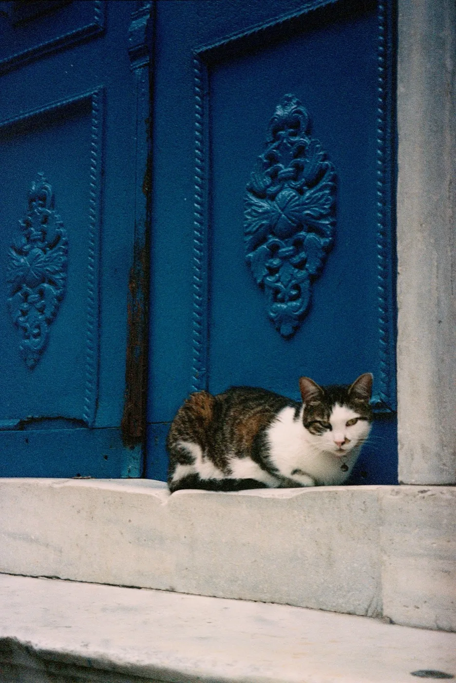 A film photograph from Emily's Istanbul series, a cat on a marble step by a blue door